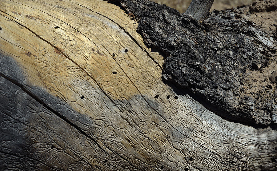 macro image of dead tree in Golden Rectangle aspect ratio by artist Doug Craft